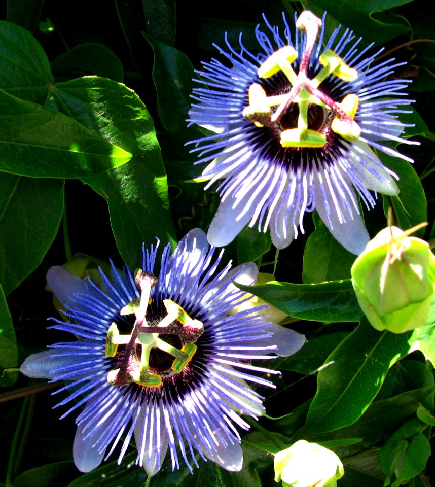 blue passionflowers