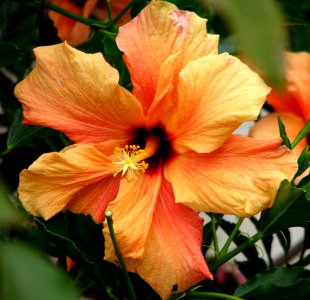 orange hibiscus photo