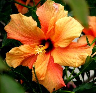 orange hibiscus
