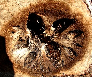 dead plant cross-section photo