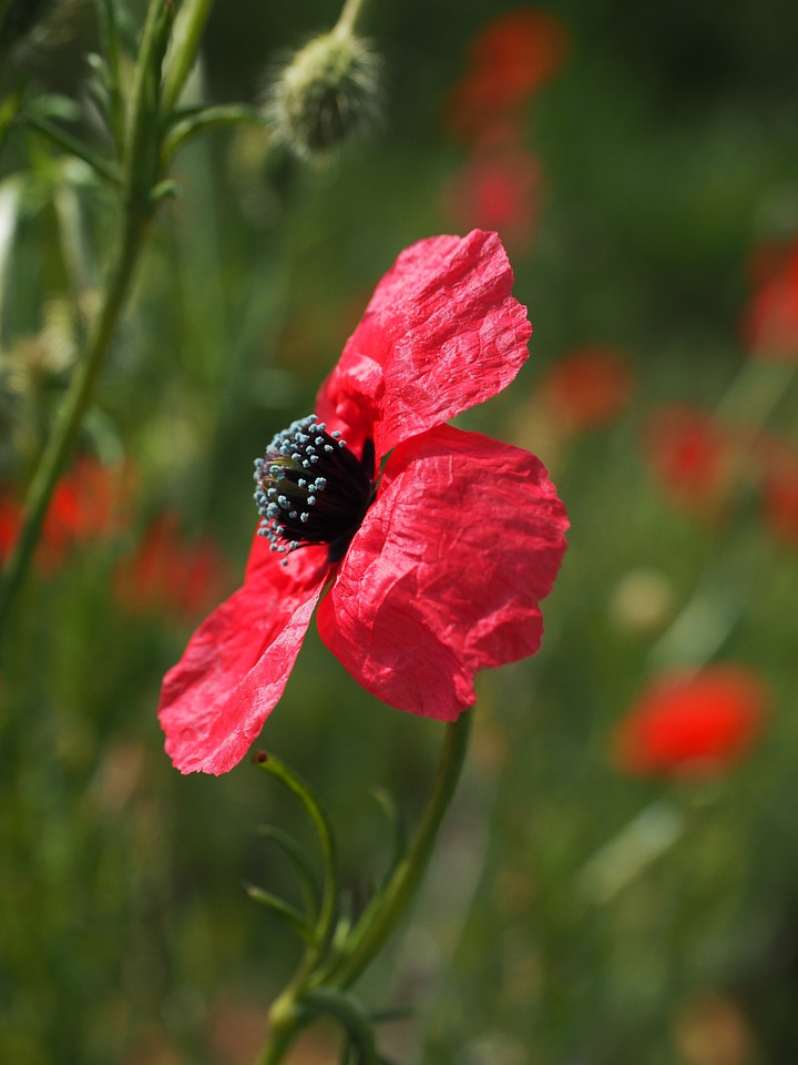 Poppy red poppy red