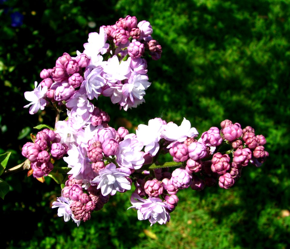 pink flowers 3