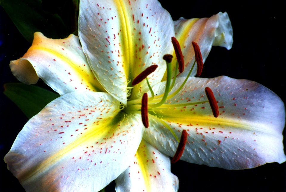 white lily with yellow