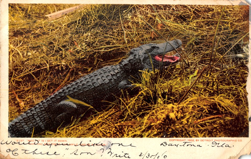 5737. ALIGATOR DAYTONA FLORIDA