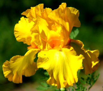 yellow bearded iris photo