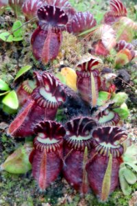 carnivorous plants photo