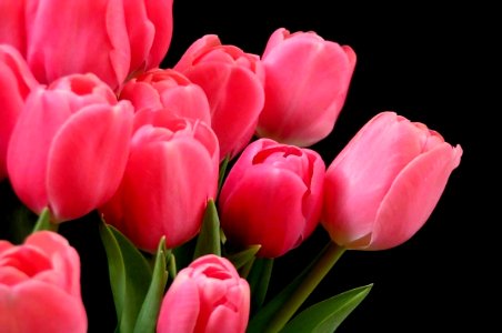 tulipas-coloridas