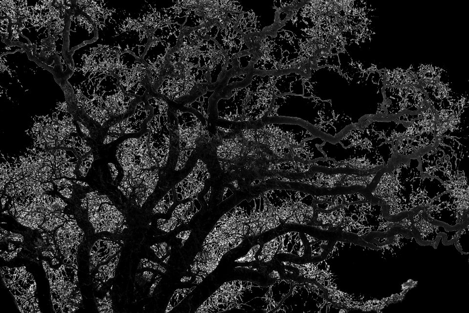 solarized tree silhouette 1