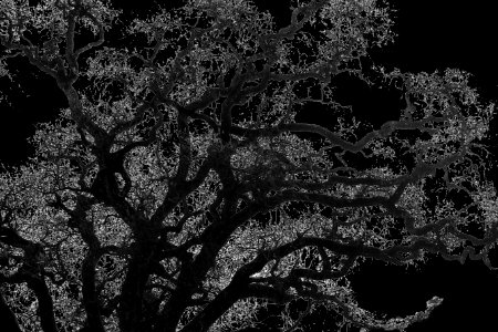 solarized tree silhouette 1 photo