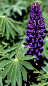 purple lupine