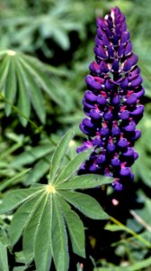 purple lupine photo