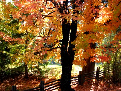 autumn maple tree 1