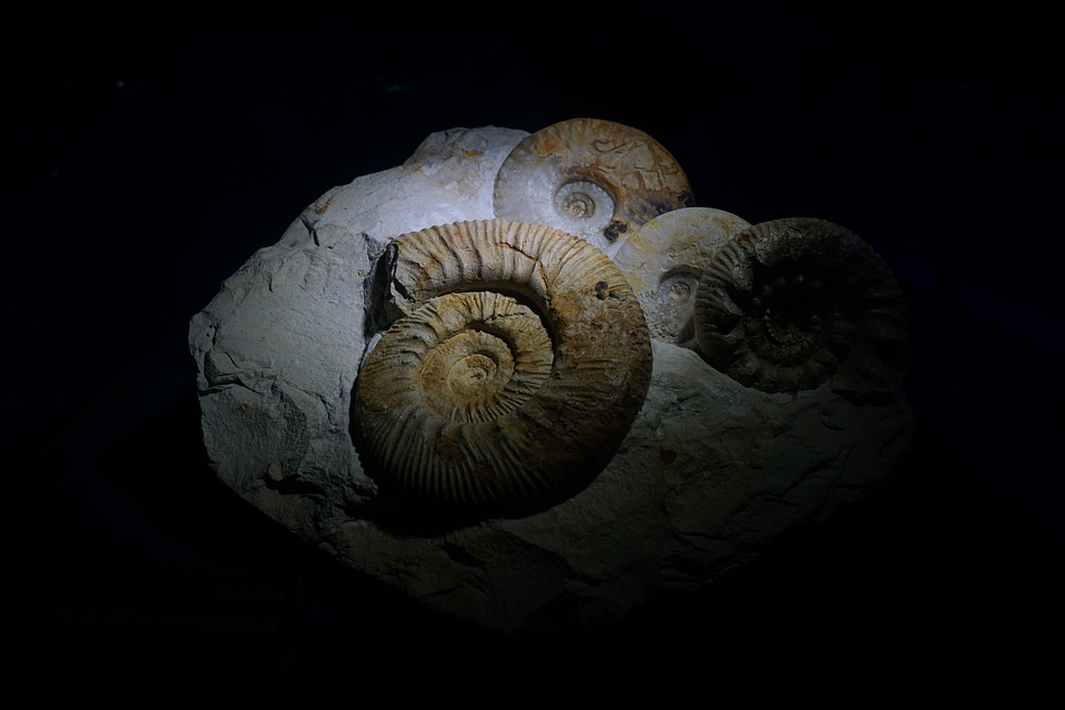 Museum paleozoic sea creature