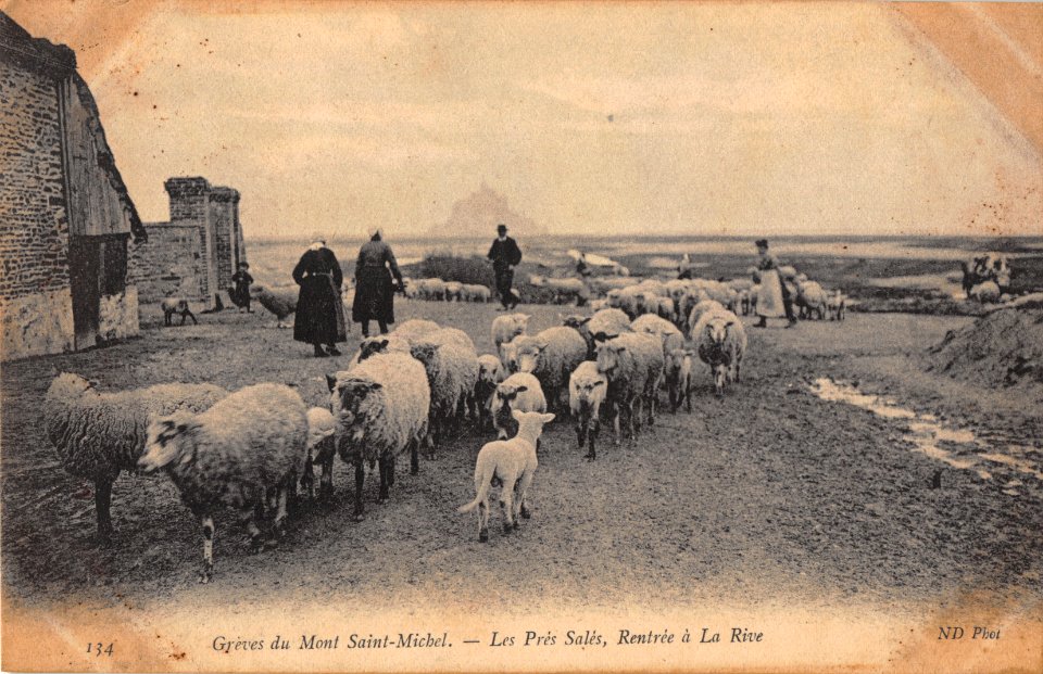 134 GREVES DU MONT SAINT-MICHEL - LES PRES SALES, RENTREE A LA RIVE