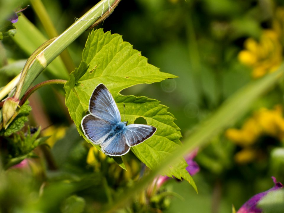 azul photo