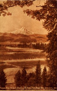 FAMOUS RIVER ORCHARD SHOWING MT HOOD HOOD RIVER OREGON 1910