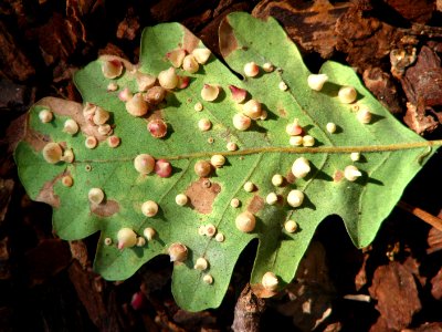 oak leaf with fungus