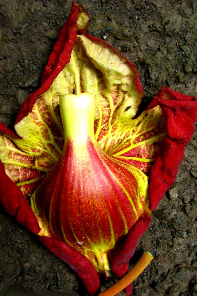 fallen petals