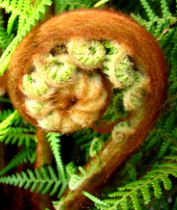 fern fiddlehead photo