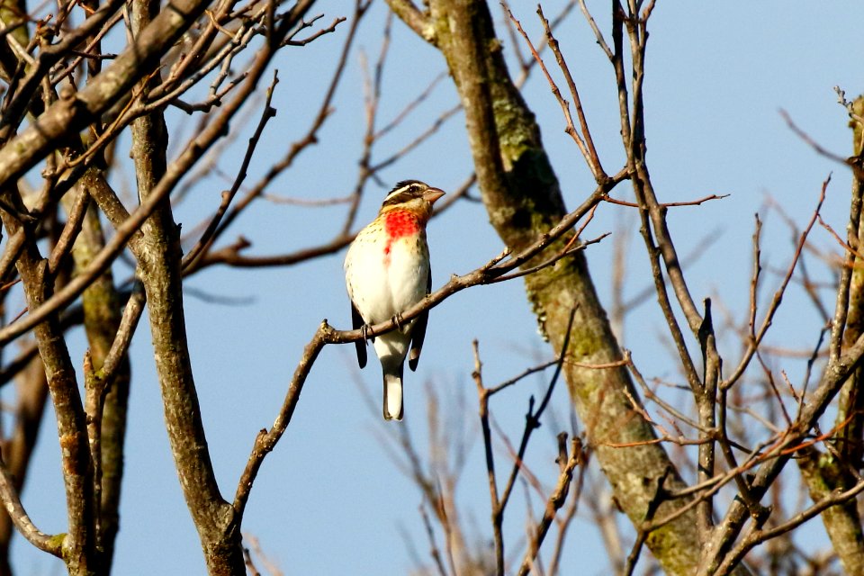 Rose-breasted Grosbeak 260A4441