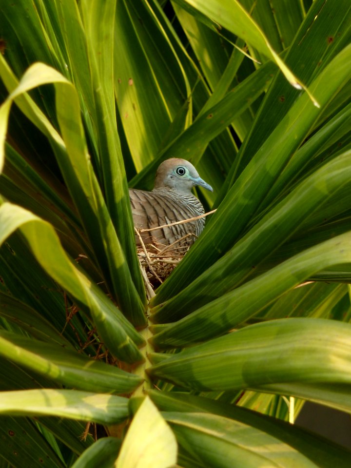 Nesting bird. Don Chedi. Thailand