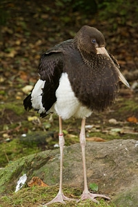 Animals stork brown stork