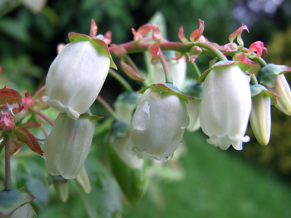Pollination work garden