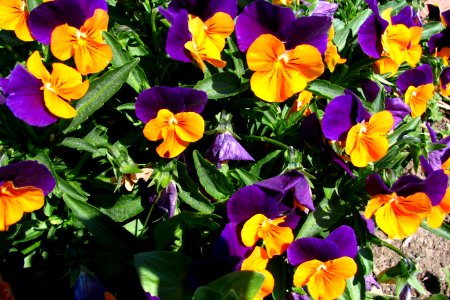 purple-and-yellow violas photo