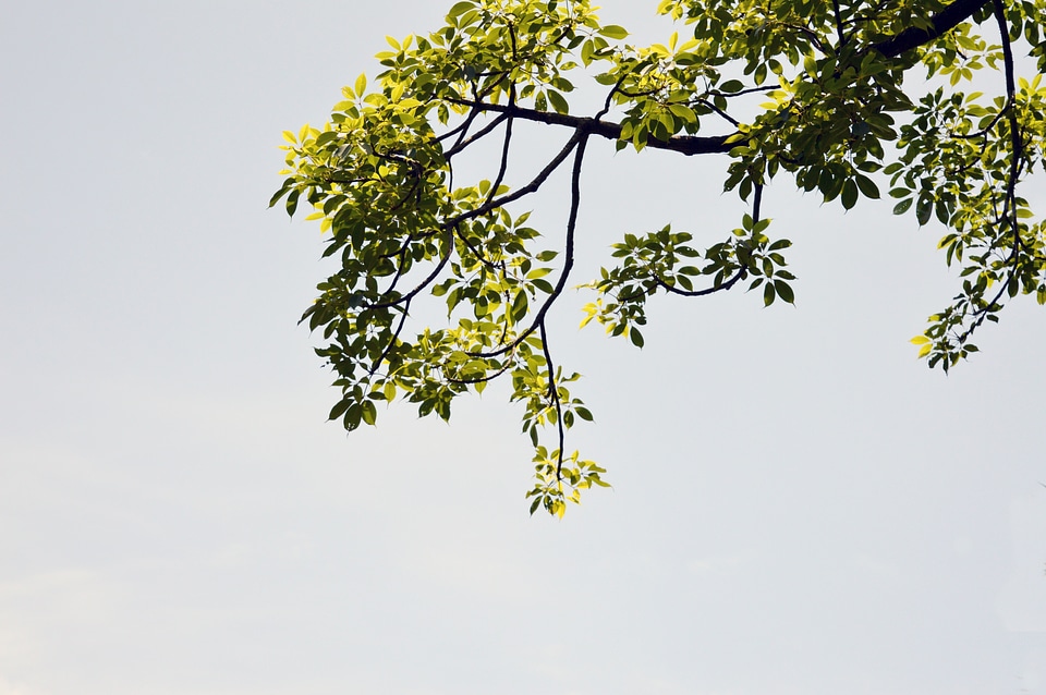 Nature season natural