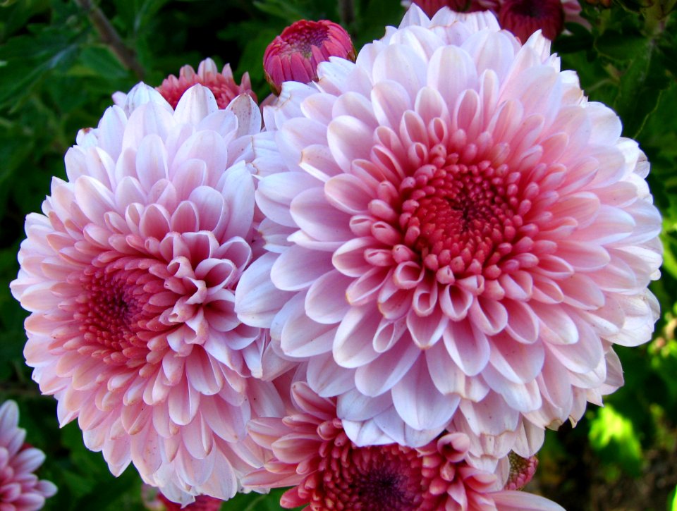 pink dahlias 4