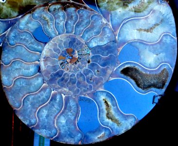 ammonite 3 (blue) photo
