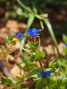 Bloom blue raindrop photo