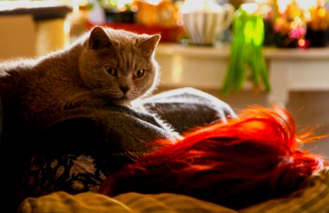 Cat indoor resting, woman sleeping, red hair