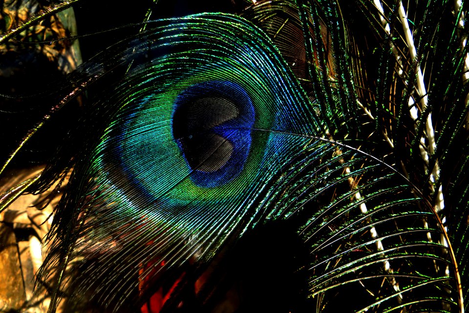 closeup of peacock feather