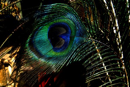 closeup of peacock feather photo