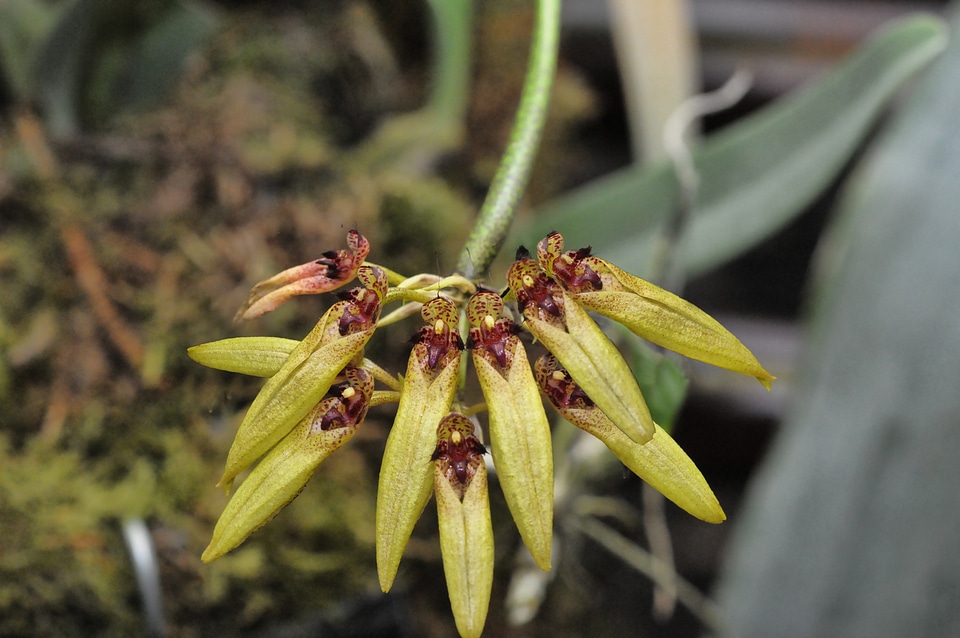 Plant flowering nature