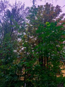 Cold of Autumn