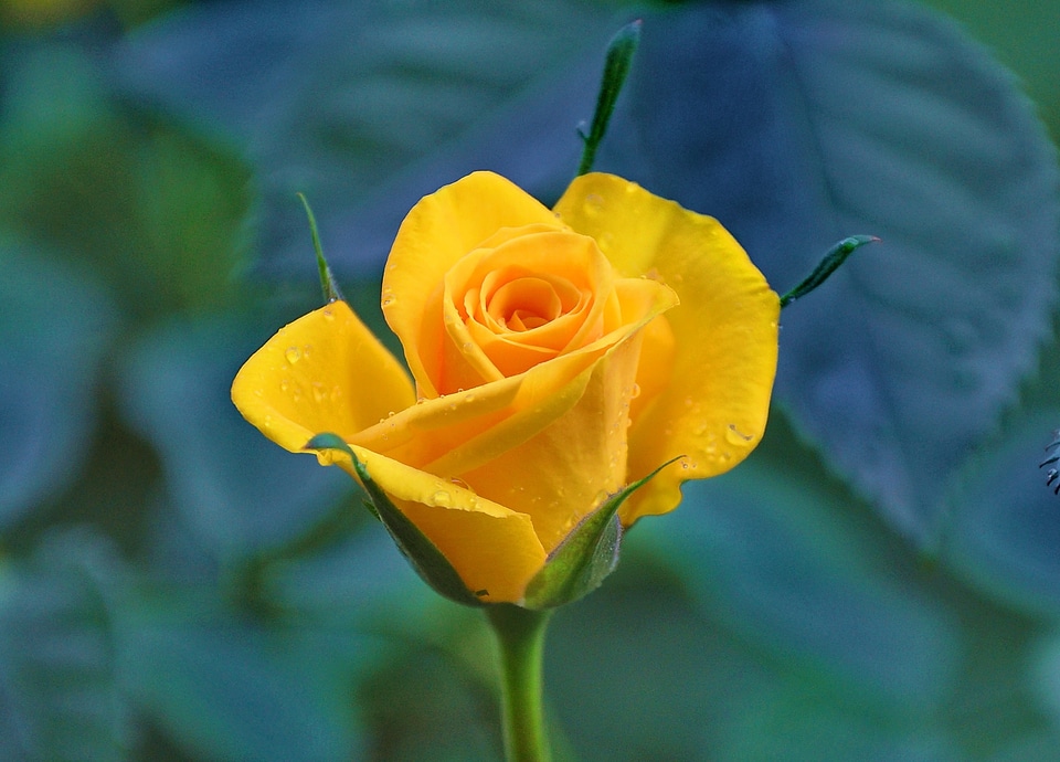 Yellow flower vicky flower garden