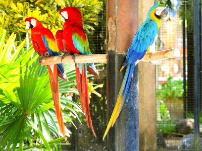 Scarlet Macaw Parrots Sitting on a Branch photo