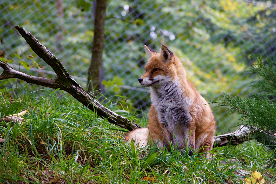 Animals fuchs female