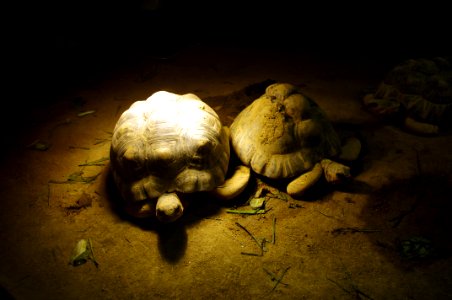 2014 04@天王寺の動物園等0034