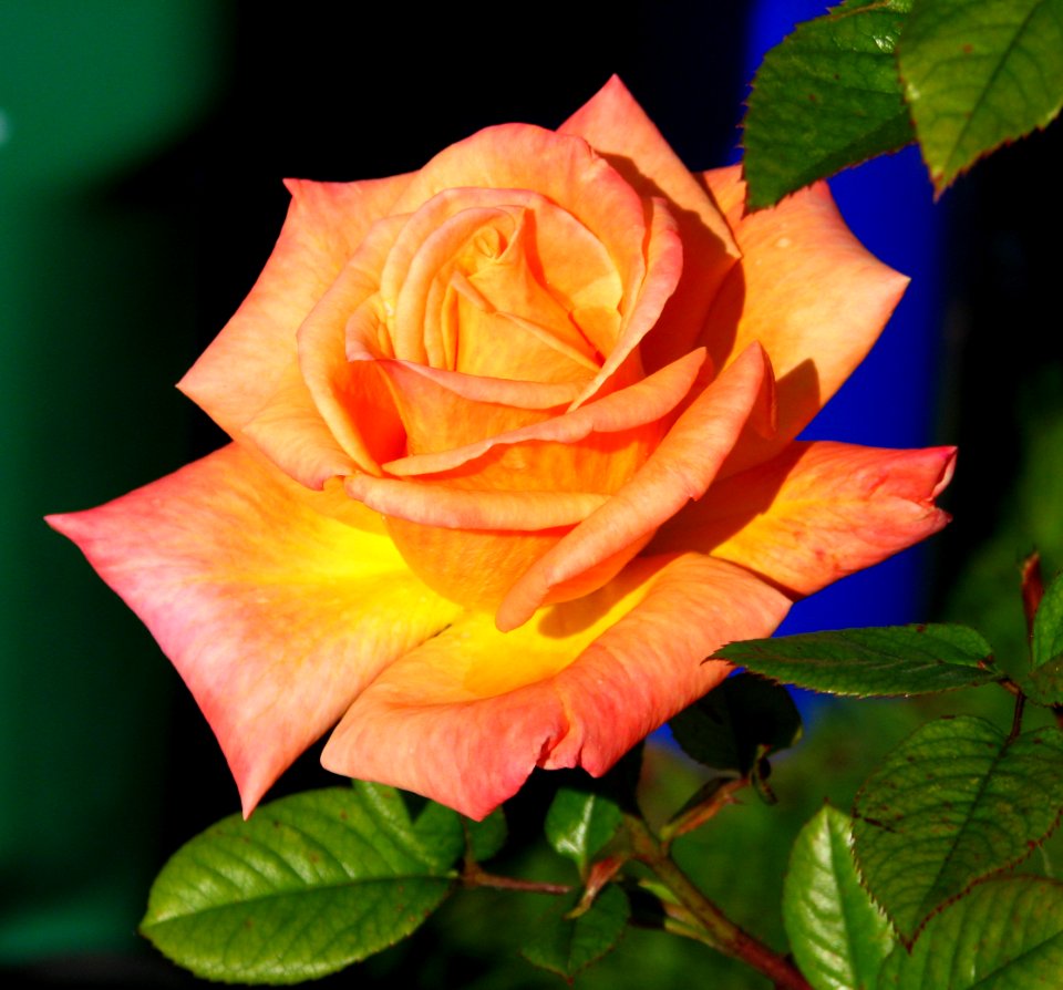 pink-salmon-yellow rose