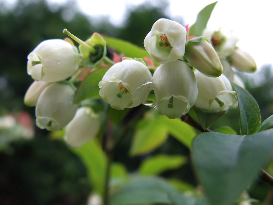 Pollination work garden