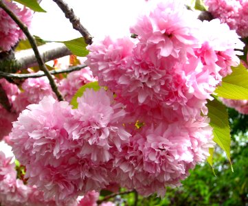 pink fruit tree blossoms 1 photo