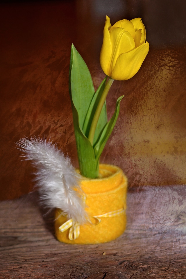 Spring flower yellow yellow flower
