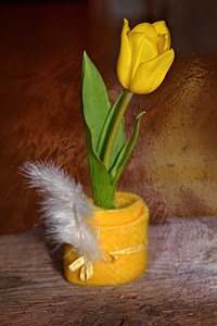 Spring flower yellow yellow flower