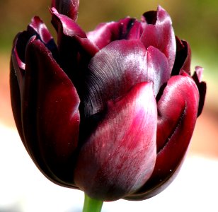 black tulip photo