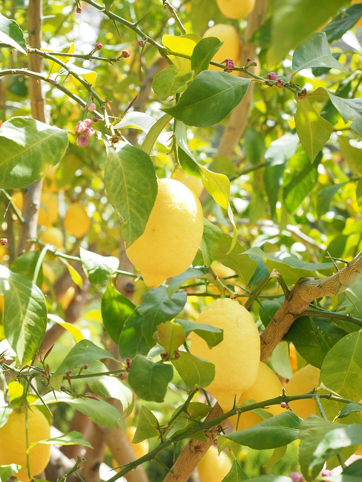 Citrus × limon citrus fruit