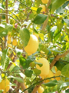Citrus × limon citrus fruit