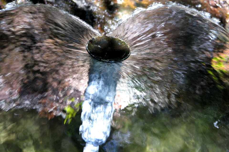 water wings